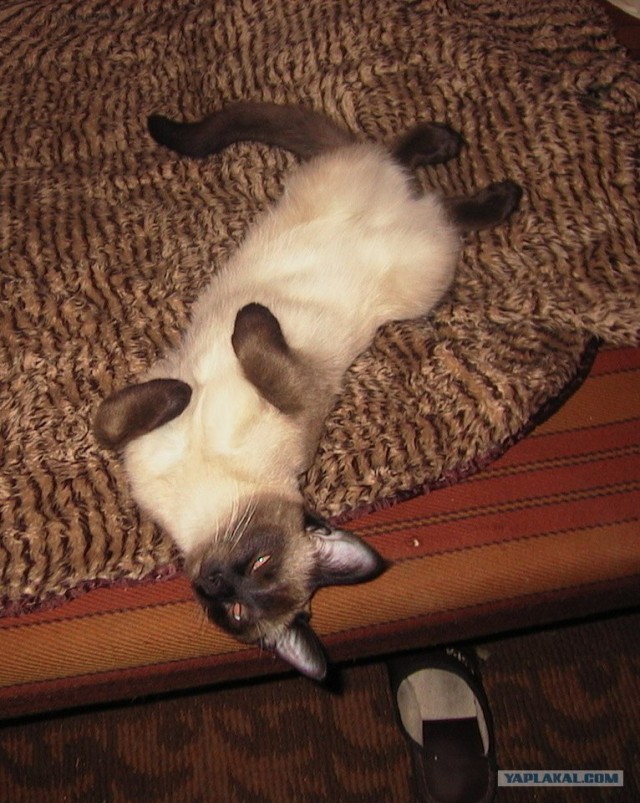 Котовторник! 08.11.11