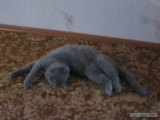Котовторник 13.12.11 - магическе числа