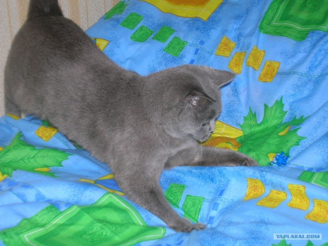 Котовторник (07.02.2012)