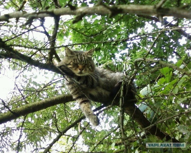 Котовторник 20.03.2012