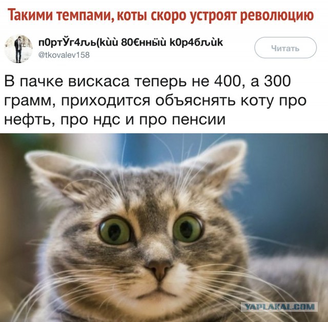 Подборка картинок с котами и про котов