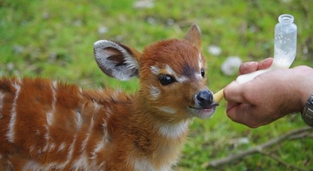 Вомбат Кэдди и очаровательная Хлоя