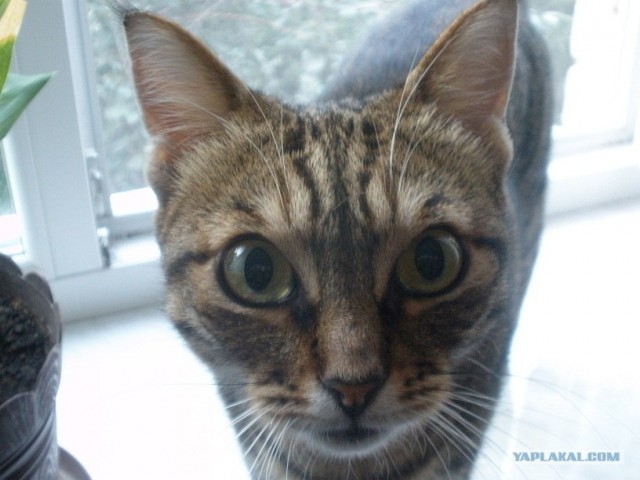 Котовторник  14.08.2012.