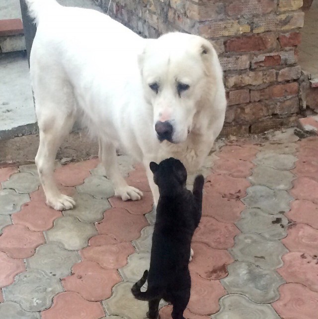 Уже не котовторник, но еще и не собакочетверг