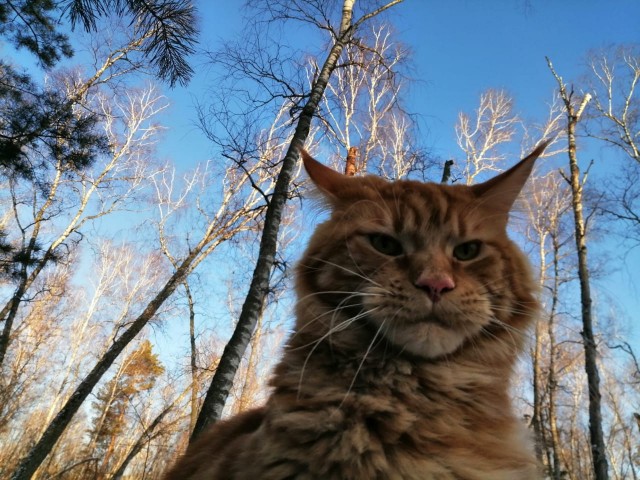 Отданные даром. К котовторнику