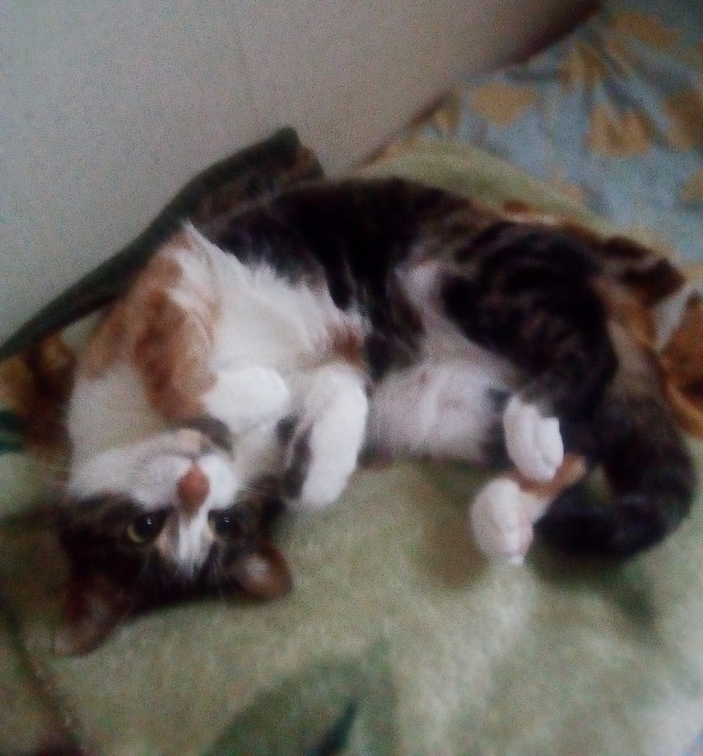Котовторник?! Коты во вторник!