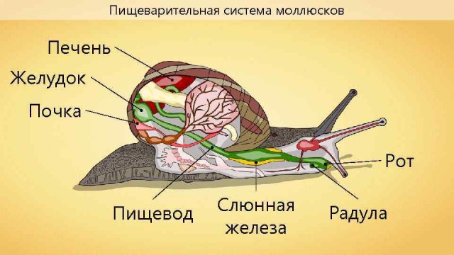 И снова о глубоководной живности
