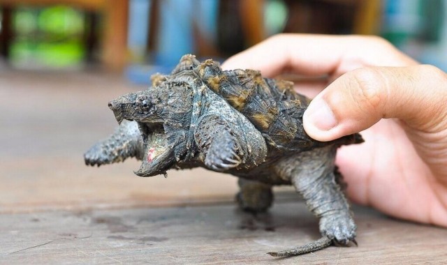 Грифовая черепаха: Капкан смерти в дремучих болотах. Рептилия в 100 кг крошит кости в щепки одним укусом