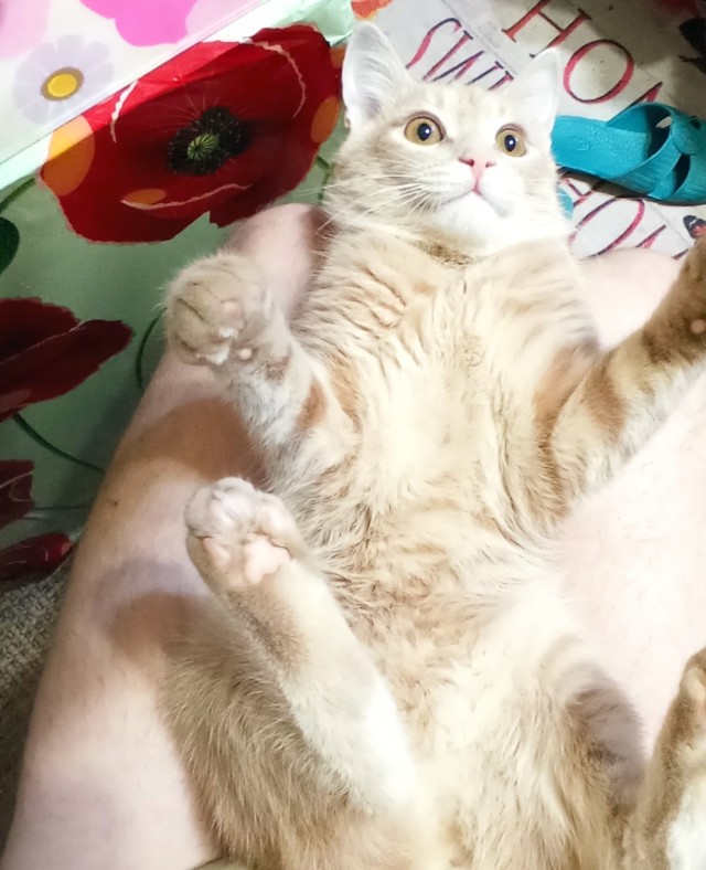 Котовторник. Добавляйте своих
