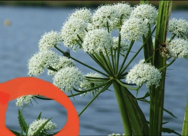 Легендарная цикута