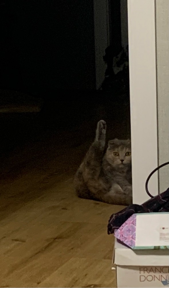 Котовторник же!
