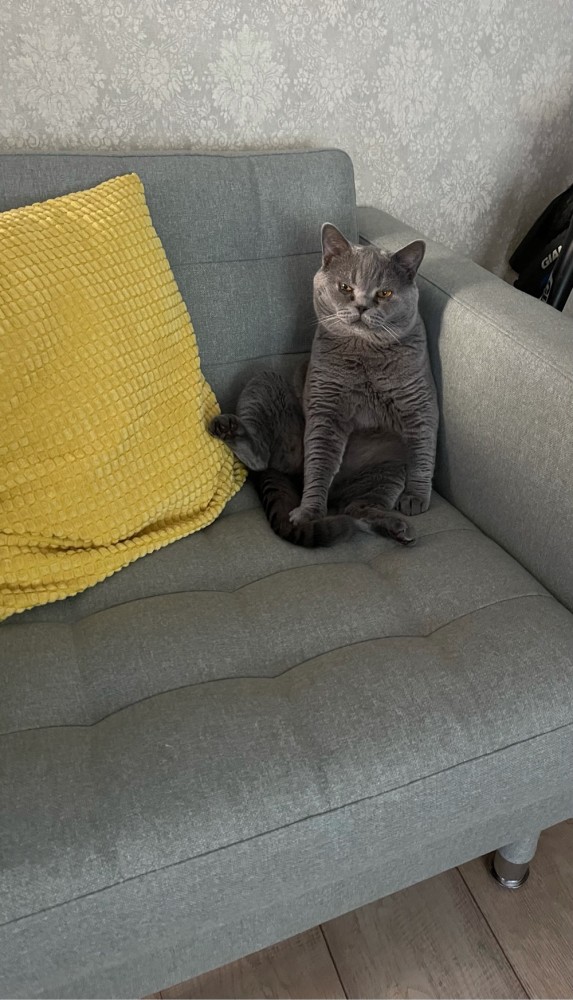 Котовторник (свои добавляем)