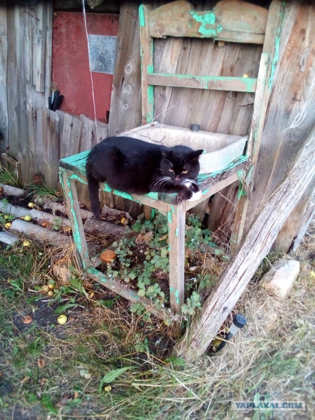 История одного котенка