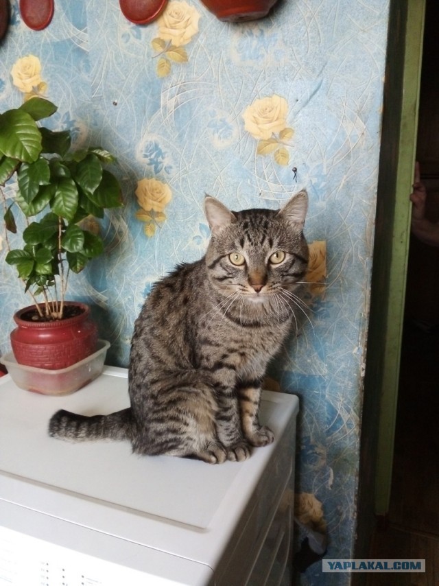 Котовторник