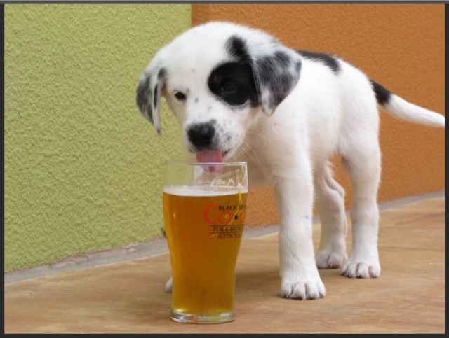 Собака пьет пиво