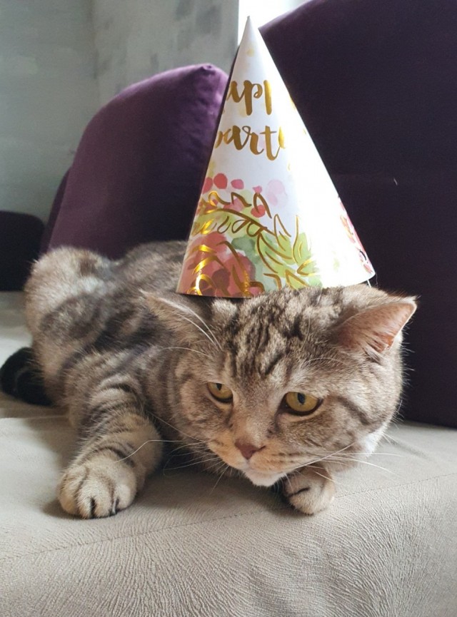Котовторник 21.12.21
