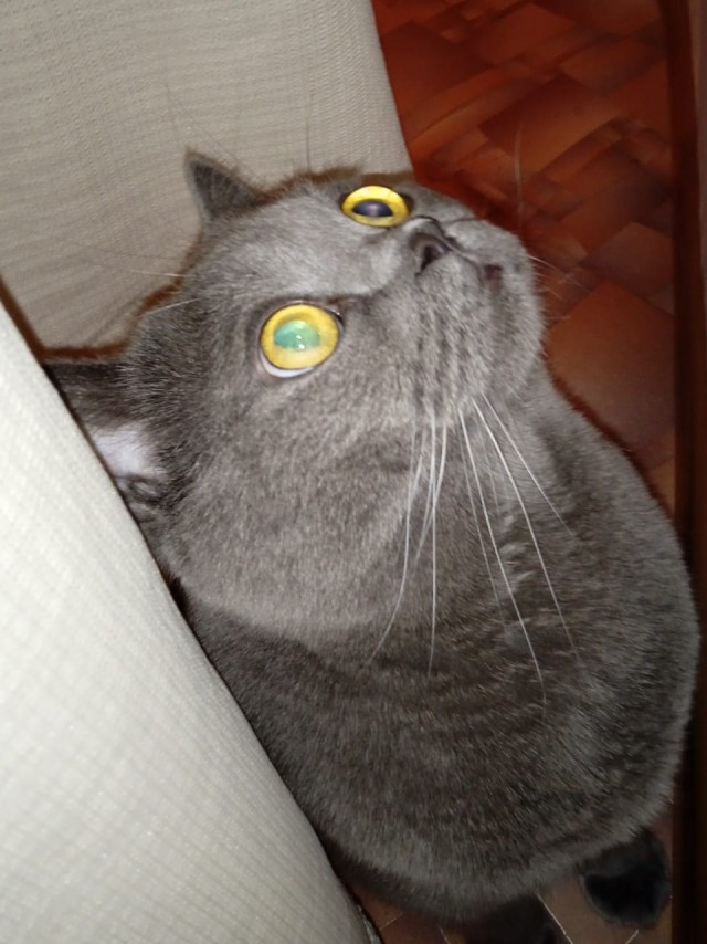 Первый котовторник 2022