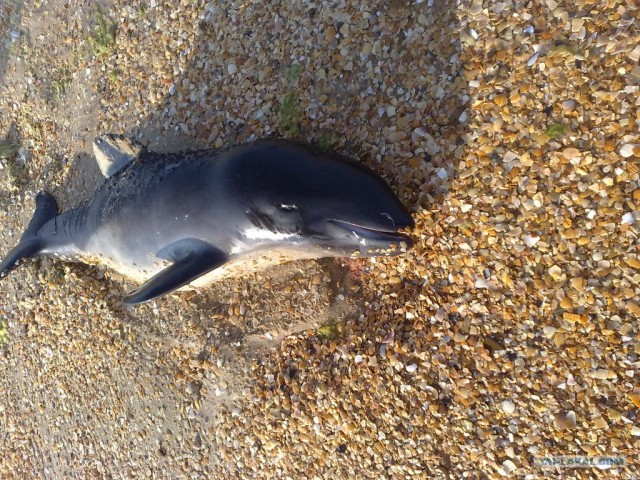 Пенза-Витязево-Пенза