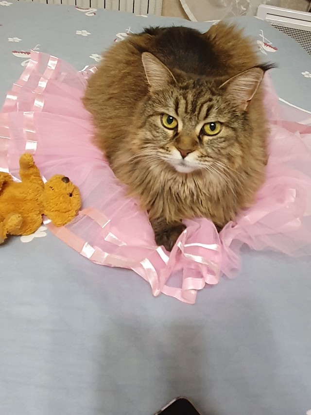 Котовторник