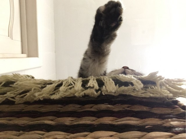 С праздником и котофторником!