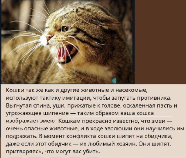 Картинки с надписями и всякие жизненные фразы