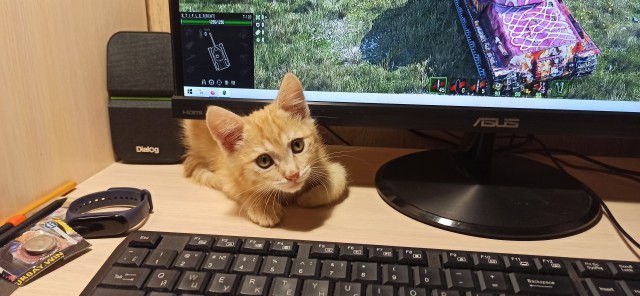 Даёшь котов в этот вторник!