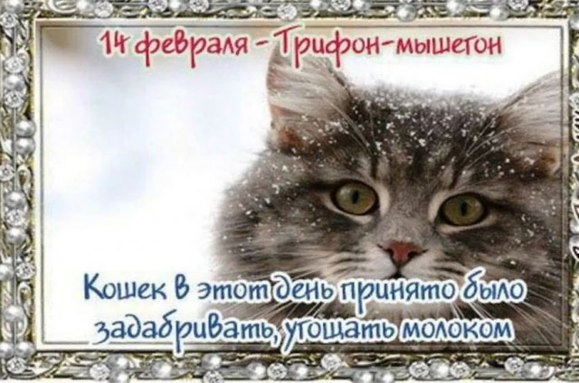 Победная поступь идиотизма по планете – том 8