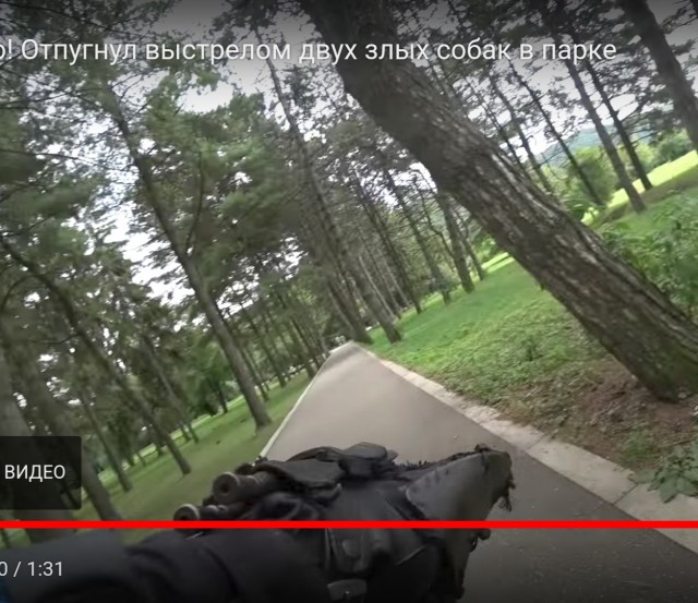 В Кабардино-Балкарии на велосипедиста попытались напасть два домашних пса, но его защитила бродячая собака