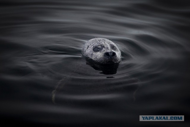 Териберка. Пора ехать к морю!