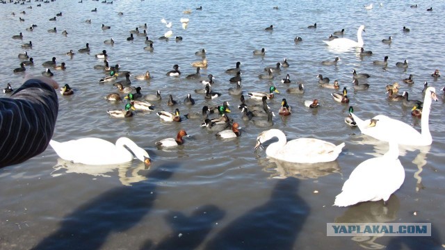 Крым в феврале или "Не стреляйте в белых лебедей!"