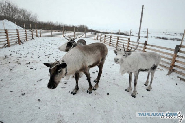 Дорога, которой нет: зимник Вуктыл - Воркута