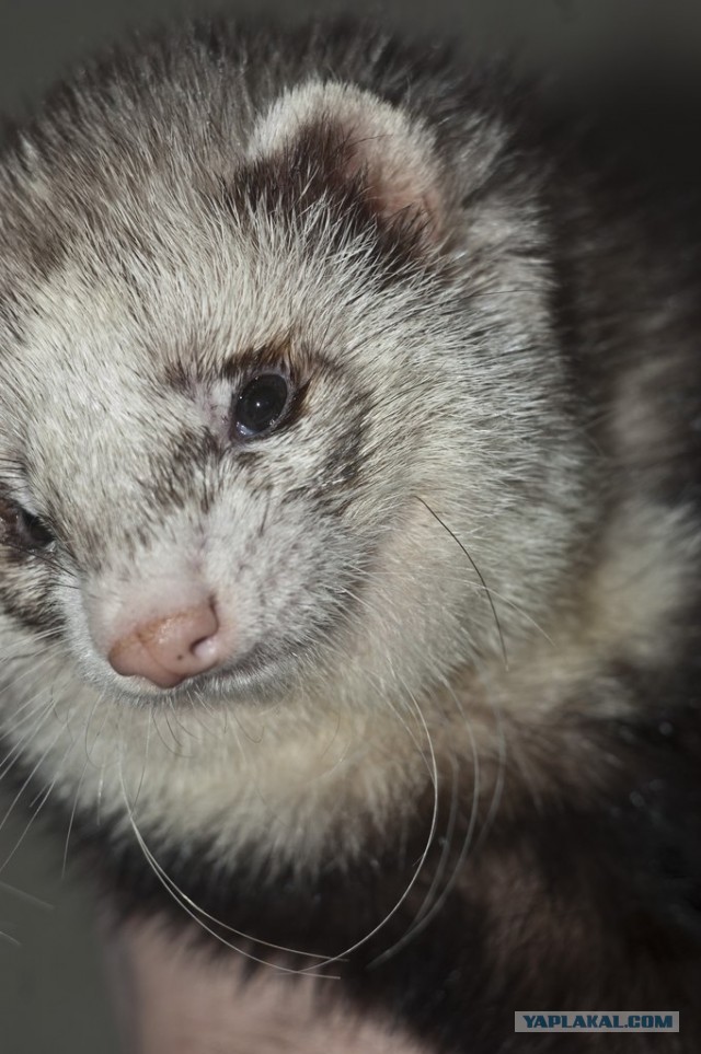 Новорожденные хорята (видео)