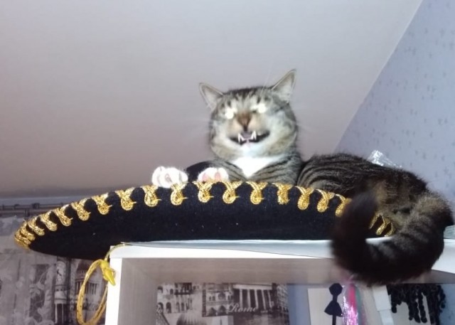 Comedy Pet Photo Awards 2020