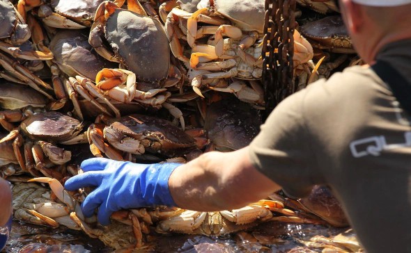 Крабы подешевели и сравнялись по стоимости с раками в России