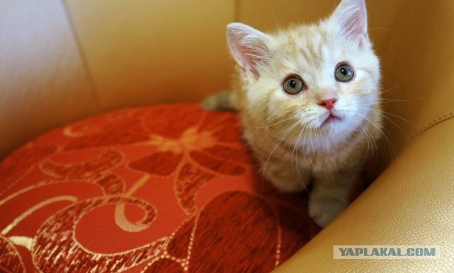 Котовторник 30.04.2013