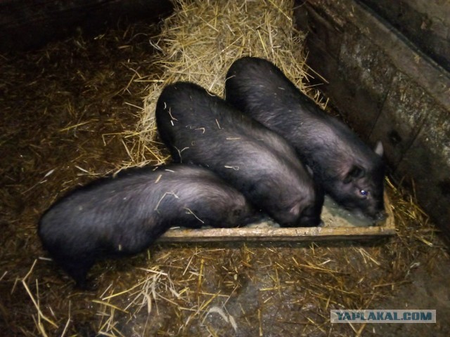 Ну вот и первые шашлыки