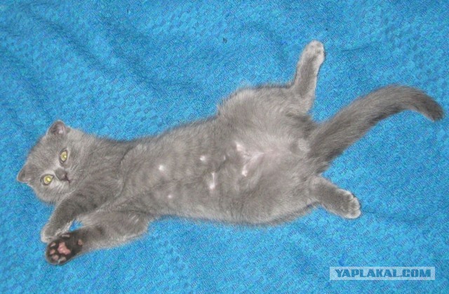 Котовторник  07.05.2013