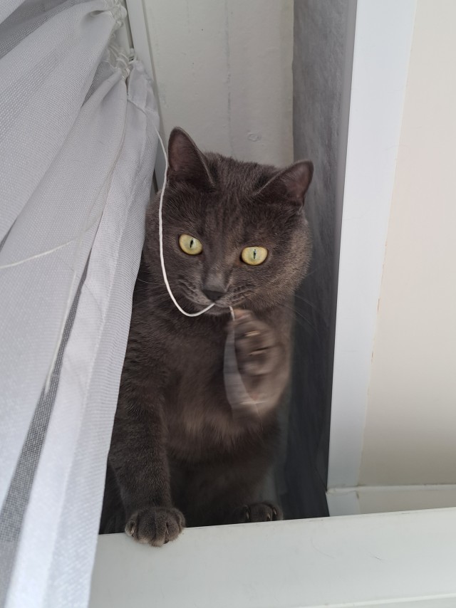Всех с котовторником