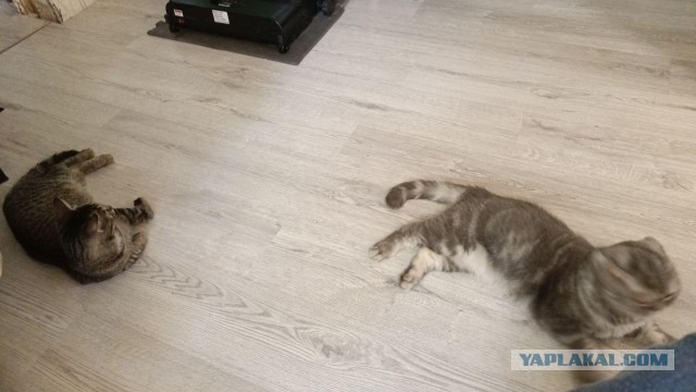 Доброе утро