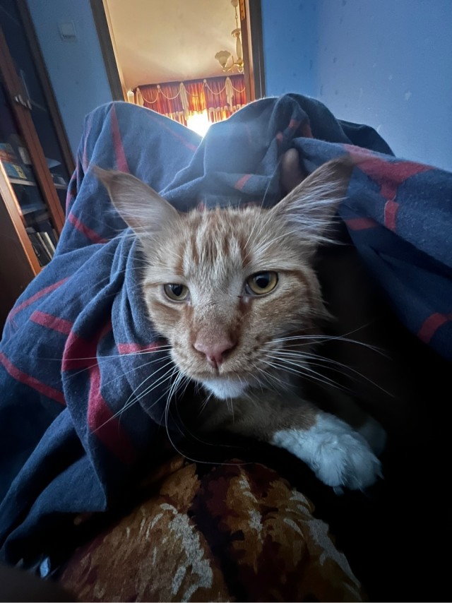 Котовторник