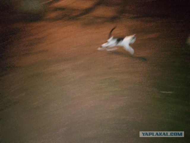 Жизнь домашнего приюта для котеек 529