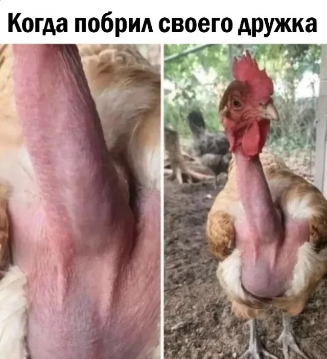 Специально для деградантов, кто ещё не спит. Смесь баянов с дичью
