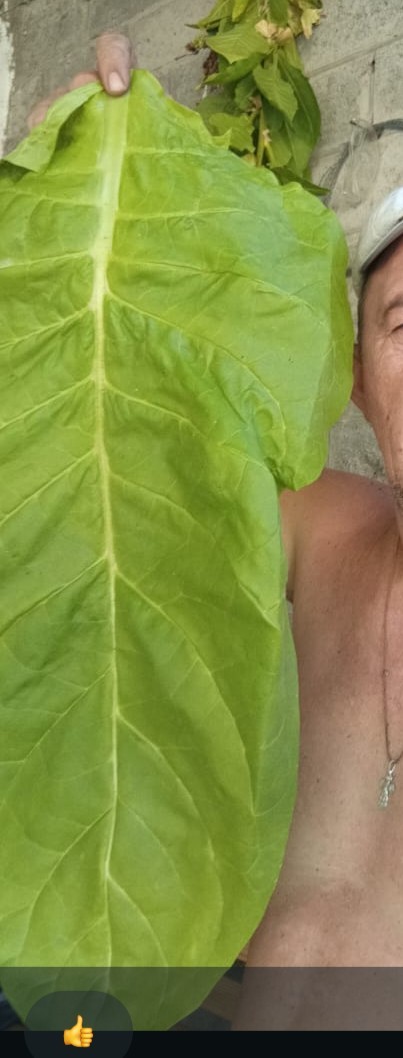 Табак.Сорт"Вирджиния"