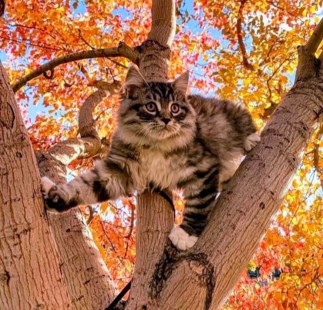 Осенний кот