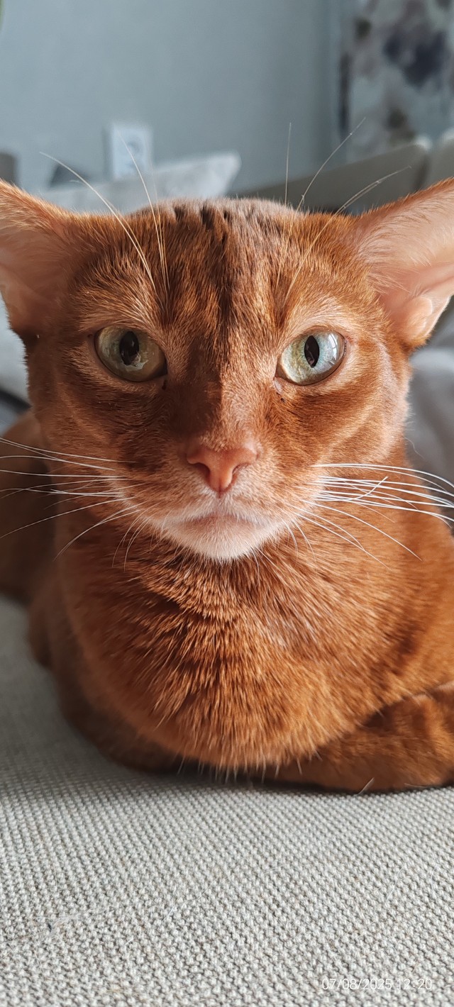 Моему коту Тому 2 года