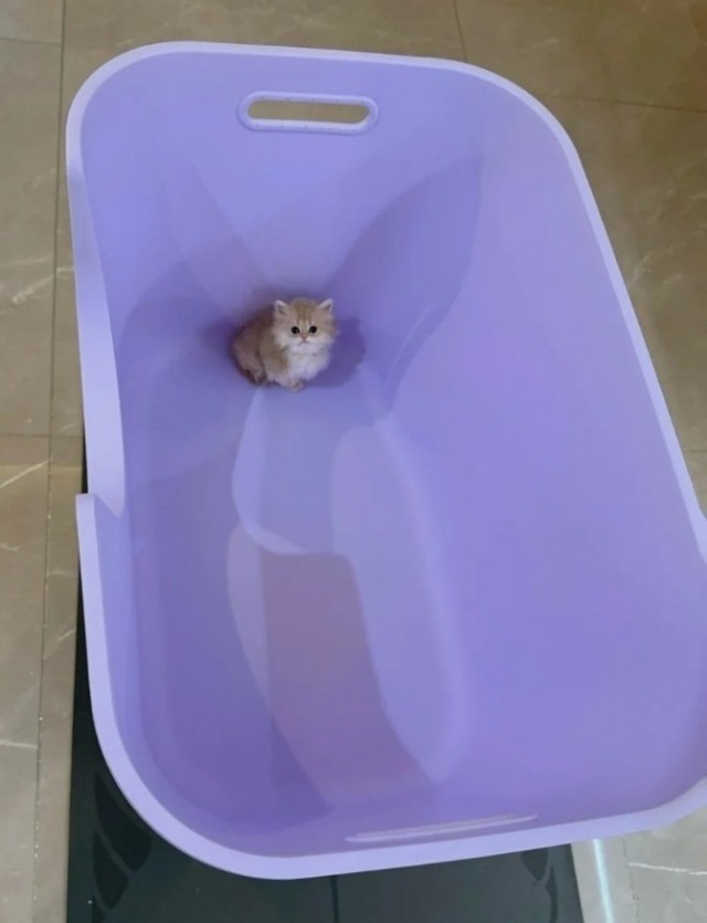 Будущий господин.