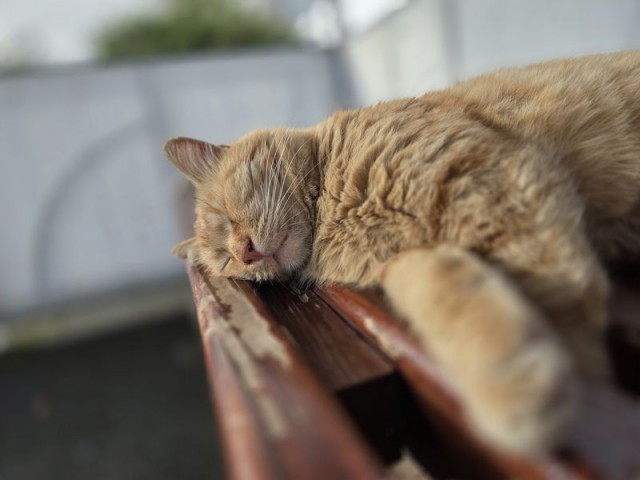 Производственный кот