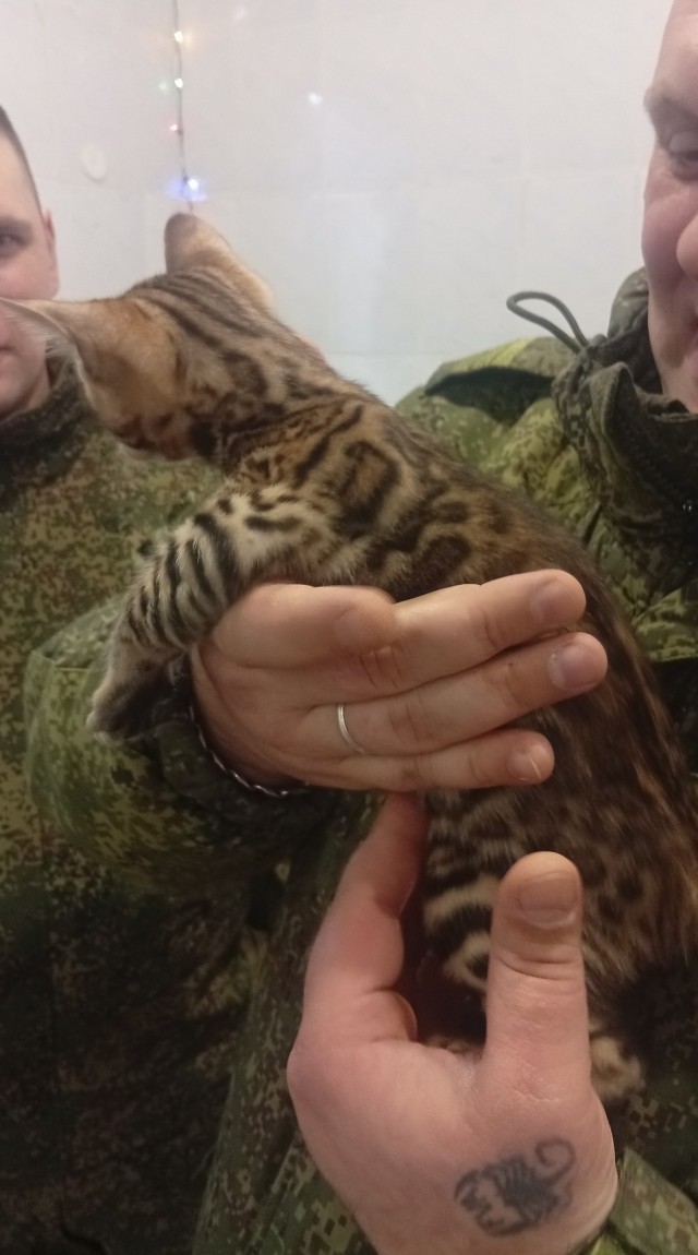 У нас теперь тоже котовторник