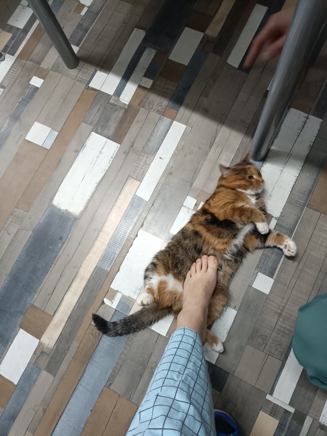 Последний котовторник в этом году братцы.