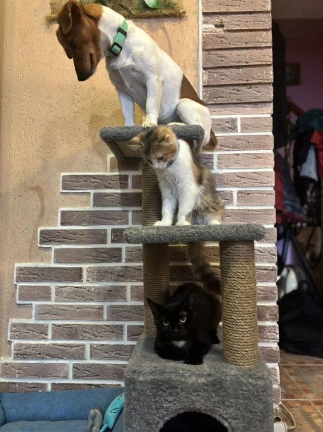 Продолжаем котовторник.